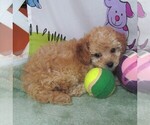 Small #1 Cavapoo