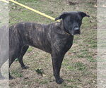 PYPER LOWER FEE - Female Mutt Dog for Adoption - Small photo