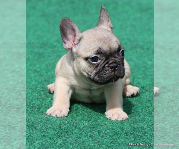 Medium Photo #1 French Bulldog Puppy For Sale in WINNSBORO, TX, USA