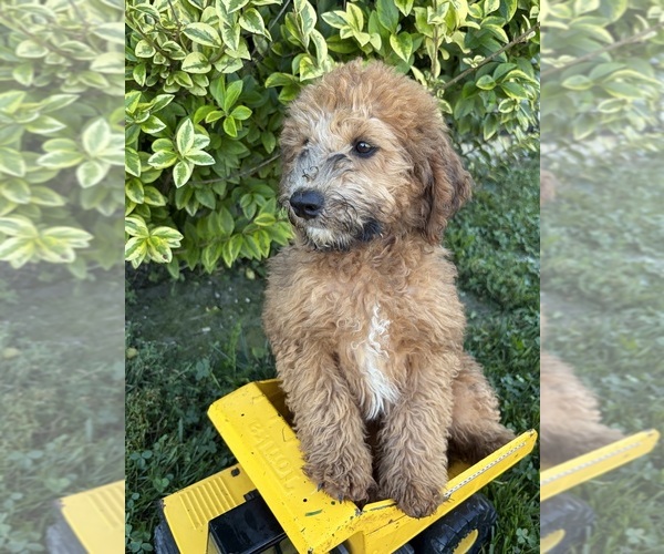 Medium Photo #2 Whoodle (Miniature) Puppy For Sale in MIDDLEBURY, IN, USA