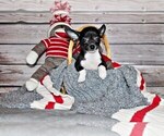 Small Photo #6 Chihuahua Puppy For Sale in CHARLESTON, AR, USA