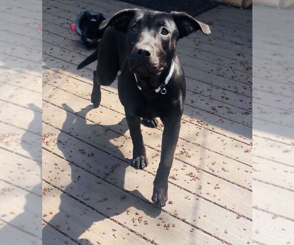 Medium Photo #15 Labrador Retriever-Unknown Mix Puppy For Sale in Princeton, MN, USA