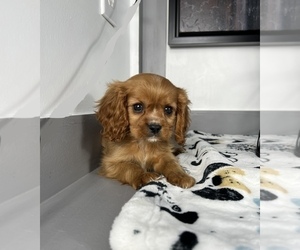 Cavalier King Charles Spaniel Puppy for sale in FRANKLIN, IN, USA