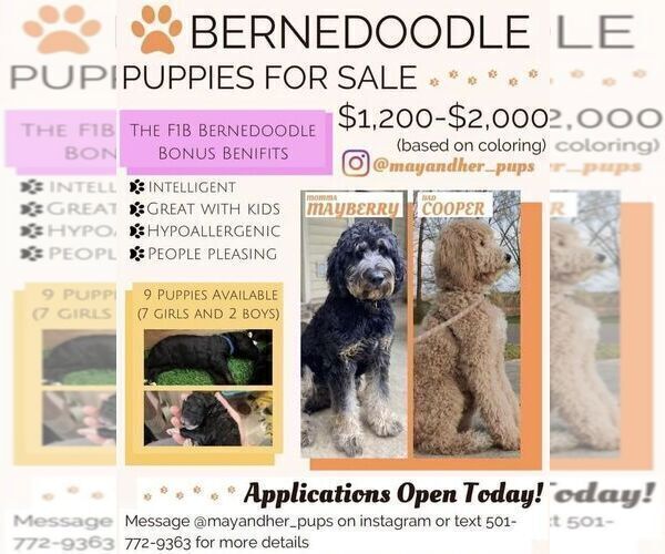 Medium Photo #1 Bernedoodle Puppy For Sale in BENTONVILLE, AR, USA