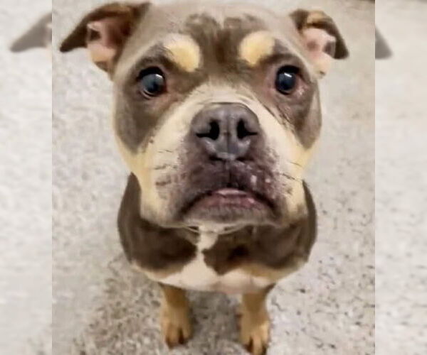 Medium Photo #2 American Pit Bull Terrier Puppy For Sale in Houston, TX, USA