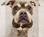 Small #1 American Pit Bull Terrier