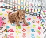 Small #8 Cavapoo (Miniature)-Poodle (Toy) Mix