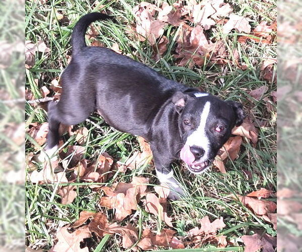 Medium Photo #3 Mountain Cur-Plott Hound Mix Puppy For Sale in Rutherfordton, NC, USA
