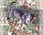 Small #2 Mountain Cur-Plott Hound Mix