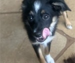 Small #29 Miniature Australian Shepherd