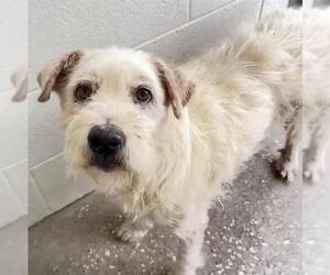 Mutt Dogs for adoption in Houston, TX, USA