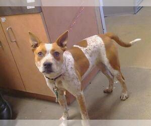 Mutt Dogs for adoption in Sacramento, CA, USA