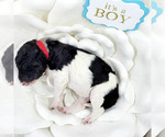 Small Photo #2 Bernedoodle Puppy For Sale in SAINT LOUIS, MO, USA