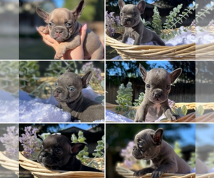 French Bulldog Puppy for sale in BELMONT, CA, USA