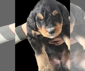 Bernedoodle Puppy for sale in MIDLAND, MI, USA
