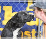 Small #4 Labrador Retriever-Plott Hound Mix