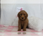Small Photo #1 Goldendoodle-Poodle (Standard) Mix Puppy For Sale in EVART, MI, USA