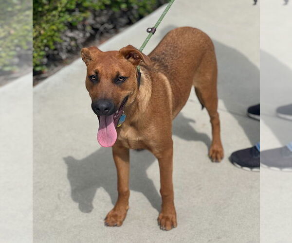 Medium Photo #1 Mutt Puppy For Sale in Dana Point, CA, USA