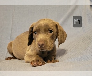 Weimaraner Puppy for sale in GREENWICH, OH, USA