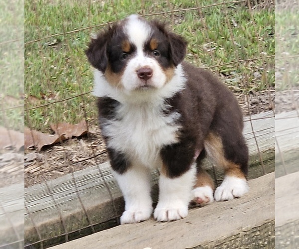 Medium Photo #6 Australian Shepherd Puppy For Sale in NELSON, VA, USA