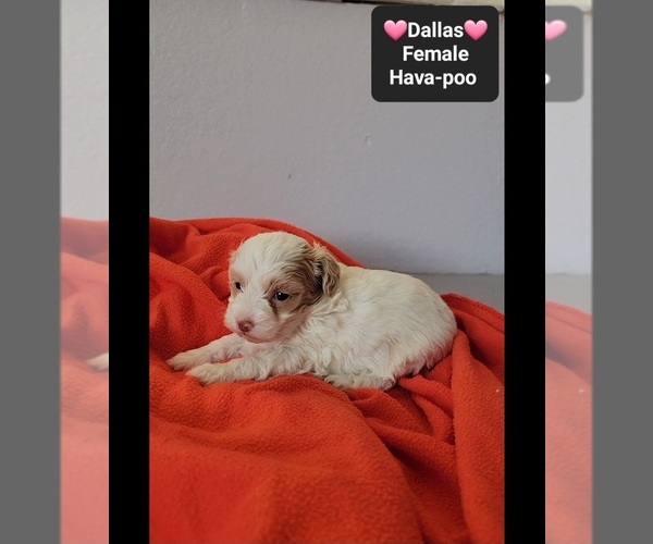 Medium Photo #2 Havapoo Puppy For Sale in TUCSON, AZ, USA
