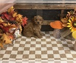 Axel - Male Cavapoo (Miniature) Puppy for Sale - Photo #2