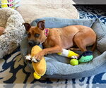 Small #8 Boxer Mix