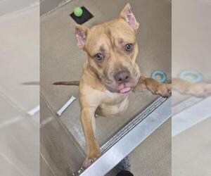 GABI - Female Mutt Dog for Adoption - Photo #2