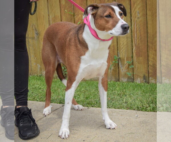 Medium Photo #4 American Staffordshire Terrier-Pointer Mix Puppy For Sale in Huntley, IL, USA