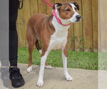 Small #3 American Staffordshire Terrier-Pointer Mix