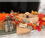 Puppy Maple CLAIMED Golden Labrador