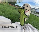 Small #7 Labrador Retriever