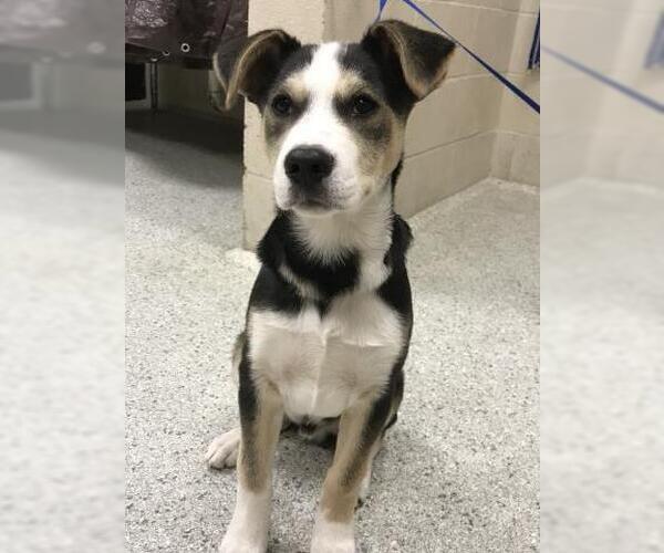 Medium Photo #1 Labsky Puppy For Sale in Conroe, TX, USA