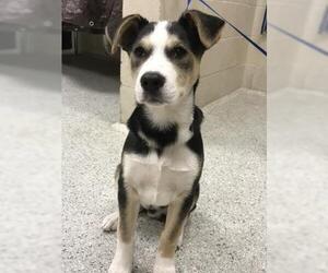 Labsky Dogs for adoption in Conroe, TX, USA