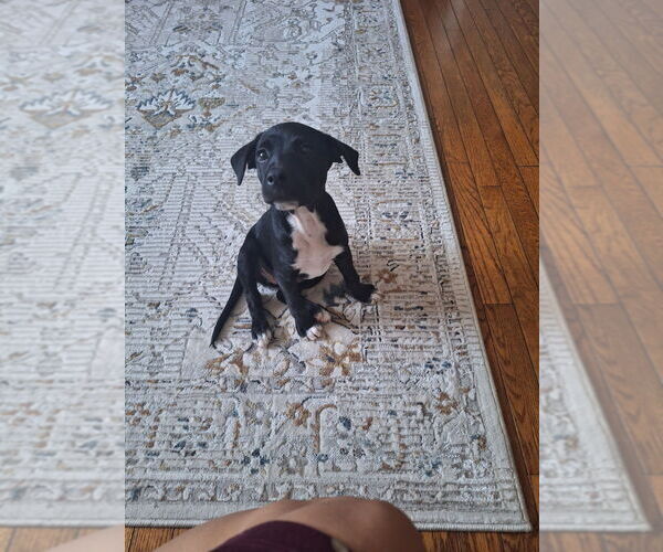 Medium Photo #2 Labbe Puppy For Sale in Brewster, NY, USA
