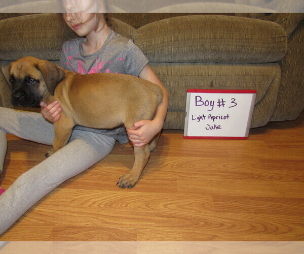 Medium Photo #15 Mastiff Puppy For Sale in FARMERVILLE, LA, USA