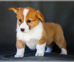 Small Photo #26 Pembroke Welsh Corgi Puppy For Sale in WAKARUSA, IN, USA