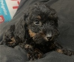 Puppy 4 Dachshund-Poodle (Toy) Mix