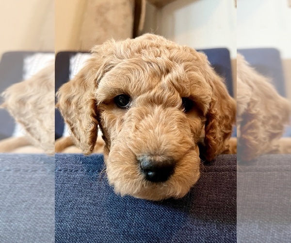 Medium Photo #1 Goldendoodle Puppy For Sale in ROGERS, MN, USA