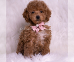 Small Photo #1 Maltipoo (Miniature) Puppy For Sale in WARSAW, IN, USA