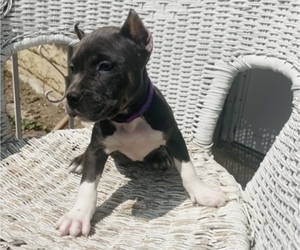 American Bully Puppy for sale in BEAVER FALLS, PA, USA