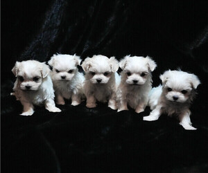 Maltese Puppy for sale in ROCK VALLEY, IA, USA
