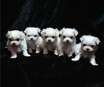 Image preview for Ad Listing. Nickname: Litter of 5