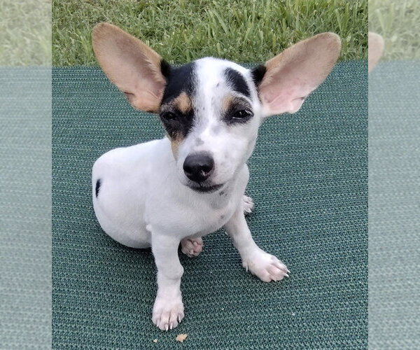 Medium Photo #3 Chihuahua-Unknown Mix Puppy For Sale in New York, NY, USA