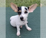 Small #2 Chihuahua Mix
