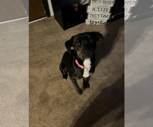 American Pit Bull Terrier-Plott Hound Mix Dogs for adoption in New Hampton, NY, USA