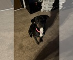 Small American Pit Bull Terrier-Plott Hound Mix