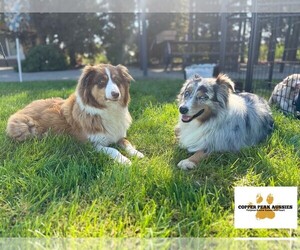 Mother of the Australian Shepherd puppies born on 07/14/2025