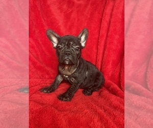 French Bulldog Puppy for sale in BOSTON, MA, USA