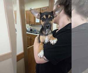 Cheagle Dogs for adoption in Martinsburg, WV, USA
